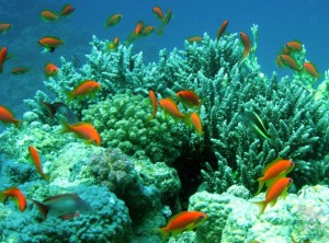 Красное море с кораллами под водой